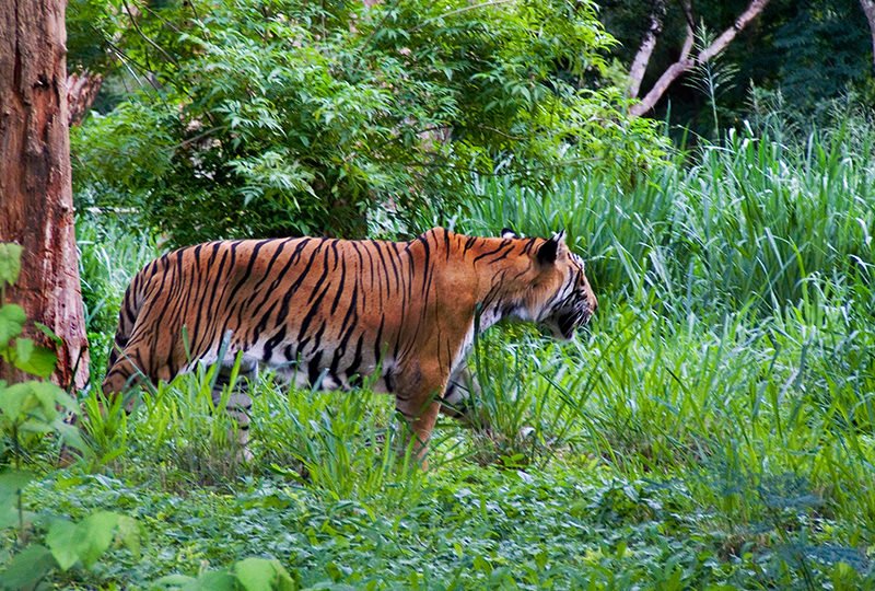 Tiger Mysore Balaji Tour Packages